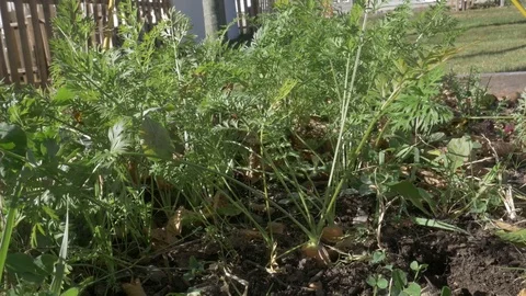 Carrots blowing in wind on a sunny fall day, 4k 動画素材 81384127