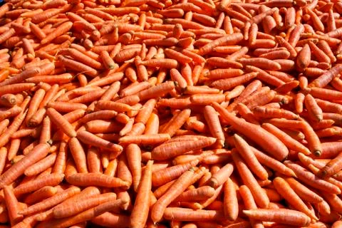 Carrots bulk Stock Photos