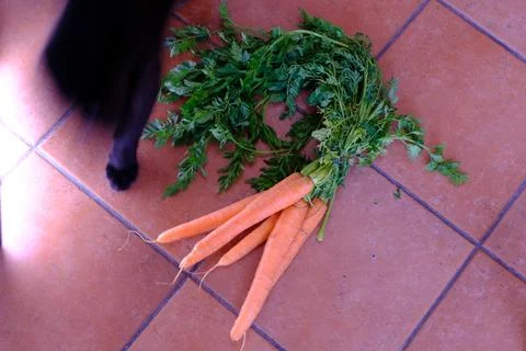 Carrots with cat Foto stock