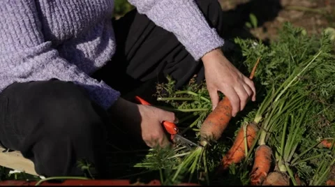 Carrots cleaning Stock Footage 921154