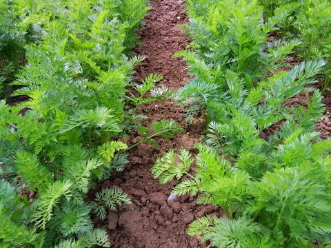 Carrots in the field - bio Fotos Stock