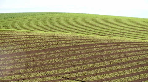 Carrots Field 库存影片 39566545