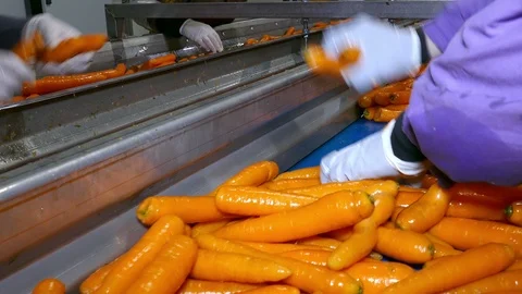 Carrots in food processing plant Stock Footage 105567228