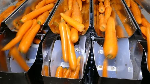 Carrots in food processing plant Stock Footage 125018244
