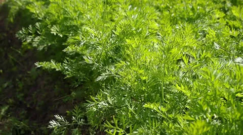 Carrots Video stock 24953422