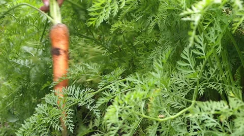 Carrots Stock Footage 25847906