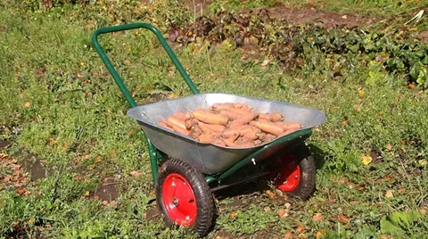 Carrots Vídeo Stock 30276170