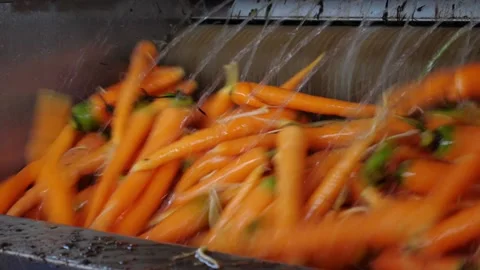 A Carrots Stock Footage