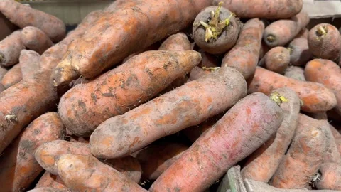 Carrots Stock Footage 275795485