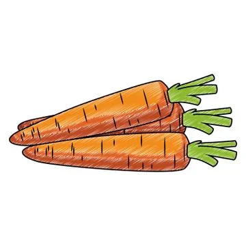 Carrots fresh vegetables scribble Stock Illustration