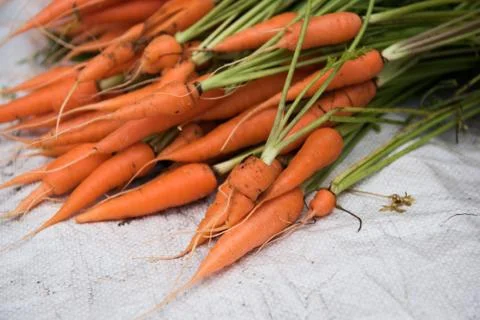 Carrots in Grocery Store Stock Photos