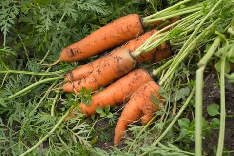Carrots on the ground Stock Photos