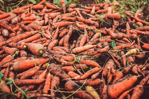 Carrots on the ground Stock Photos