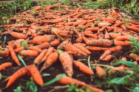 Carrots on the ground Stock Photos