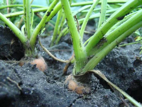 Carrots in the ground Stock Photos