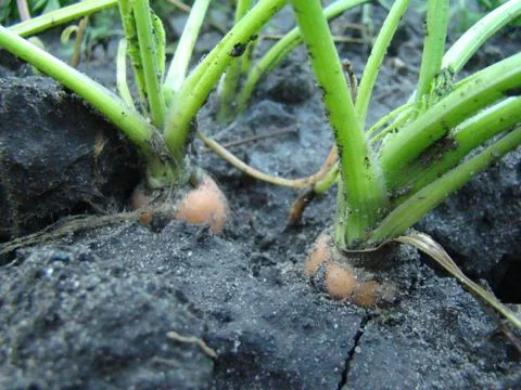 Carrots in the ground Stock Photos