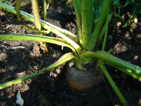 Carrots in the ground Stock Photos