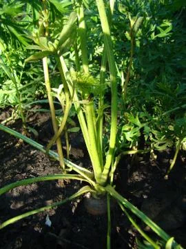 Carrots in the ground Foto stock