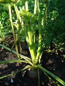 Carrots in the ground Photos