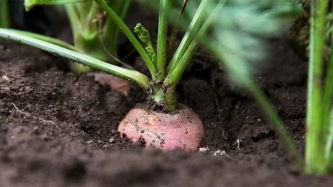 Carrots grow in the field Stock Footage 222585686