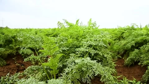 Carrots grow in the field Видео 222586520