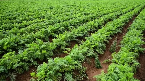 Carrots grow in the field Stockbeeldmateriaal 222586527