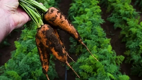 Carrots grow in the field 動画素材 223688167