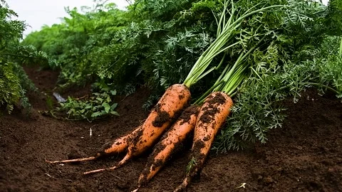 Carrots grow in the field 動画素材 223688198