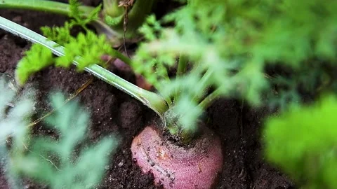 Carrots grow in the field 動画素材 223688328