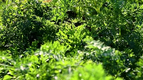 Carrots grow in the field Stockbeeldmateriaal 223688596