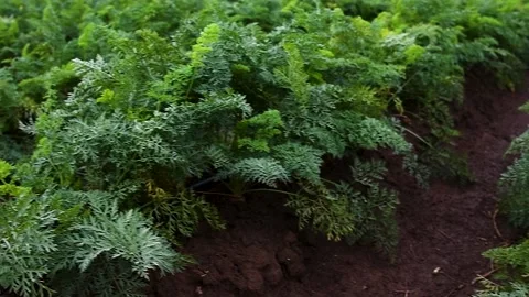 Carrots grow in the field Stockbeeldmateriaal 225322297