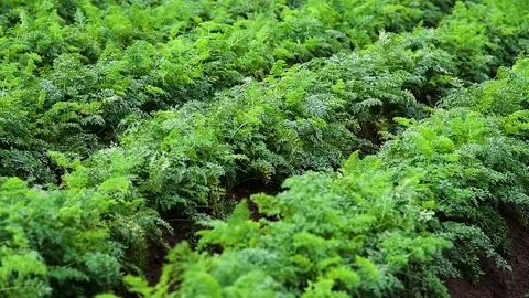 Carrots grow in the field Stockbeeldmateriaal 225322715