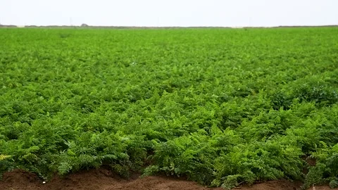 Carrots grow in the field Stockbeeldmateriaal 225322807