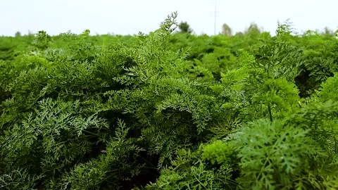 Carrots grow in the field 库存影片 253667329