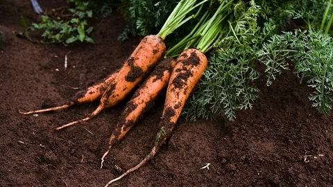 Carrots grow in the field Stock Footage 253667374