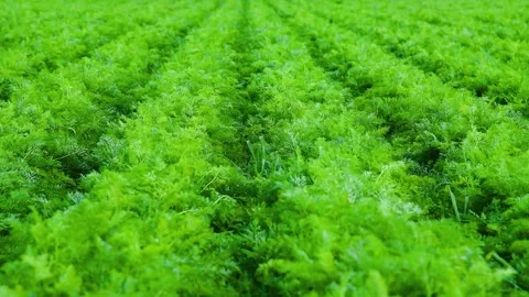 Carrots grow in the field Video stock 329870515