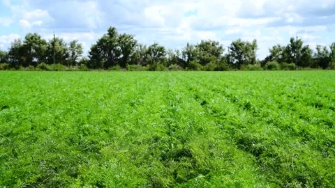Carrots grow in the field Vídeos de archivo 329870534