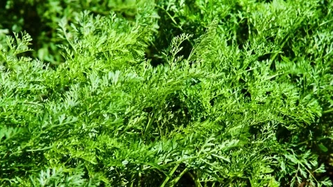 Carrots grow in the field Stock Footage 340895758