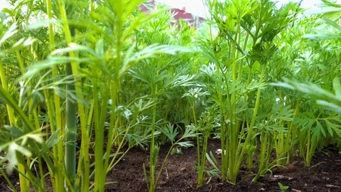 Carrots grow on the ground Stock Footage 111580628