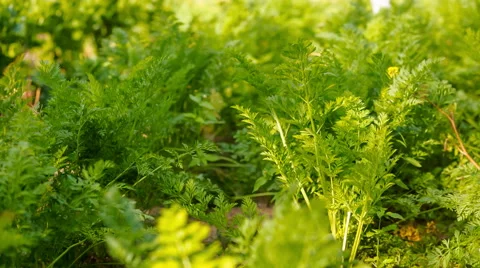 Carrots growing in garden. Stock Footage 58740911