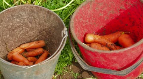 Carrots Harvest Stock-Footage 22304290