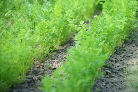 Carrots herb Stock Photos