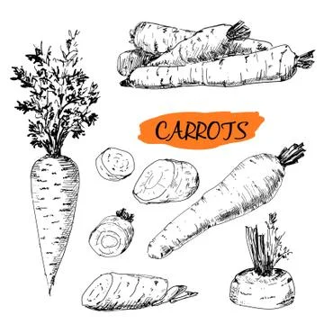 Carrots Stock Illustration