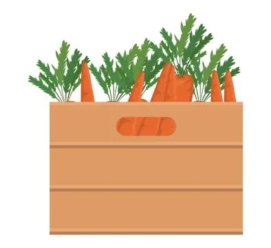 Carrots inside box vector design Illustrazione stock