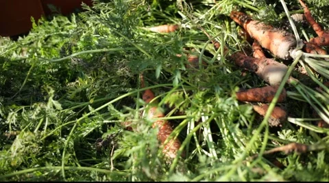 Carrots landscaping Stock Footage 921092