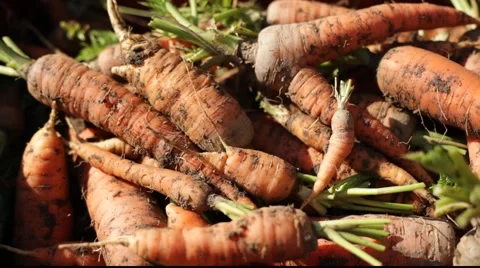 Carrots landscaping 库存影片 921179