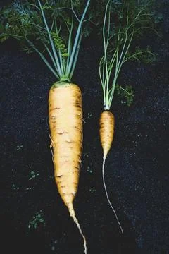 Carrots large vs small, size comparison, size matters Stock Photos