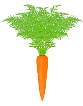 Carrots with leaf Stock Photos