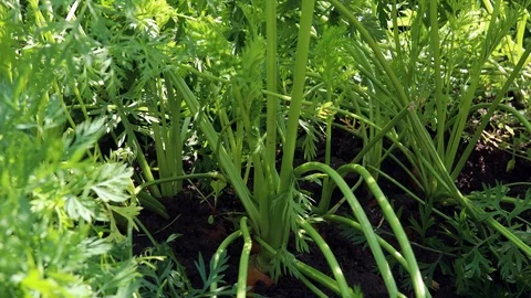 Carrots out of the ground Stock Footage 115324655