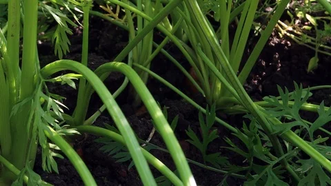 Carrots out of the ground Stock Footage 115328049